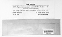 Gymnosporangium tremelloides image